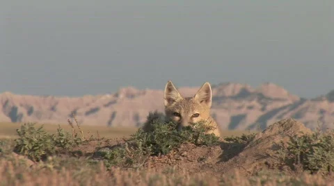 P00148 Closeup of Swift Fox Resting Stock Footage