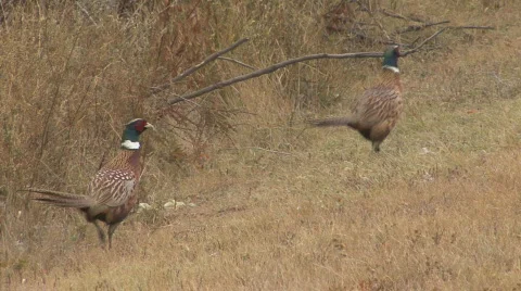 P00717 Ring-necked Pheasants Stock Footage