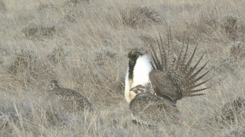 P00945 Closeup of Male Sage Grouse and Females Stock Footage