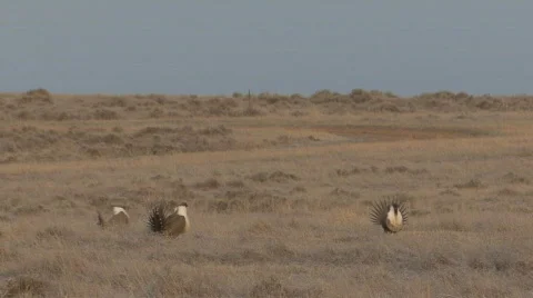 P00953 Sage Grouse Fighting Stock Footage