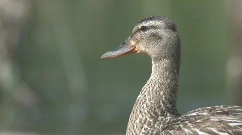 P01092 Hen Mallard Closeup Stock Footage