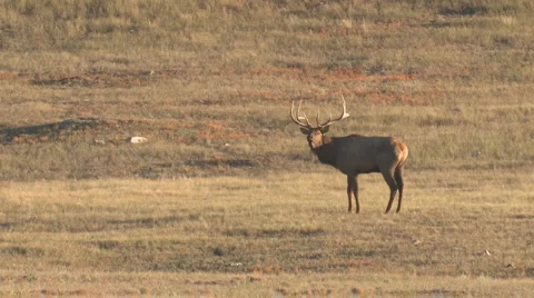 P01218 Bull Elk Bugling Stock Footage