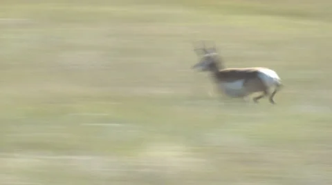 P01220 Buck Pronghorn Antelope Running Stock Footage