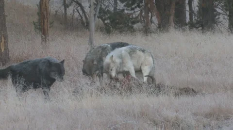 P01243 Wolf Pack Feeding on Bison Kill Stock Footage