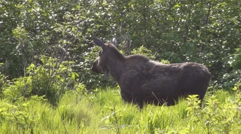 P01473 Moose Cow Running Toward Camera Stock Footage