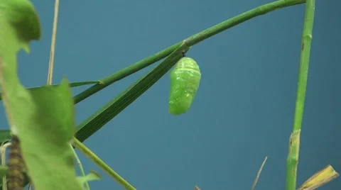P01595 Monarch Chrysalis Moving Stock Footage
