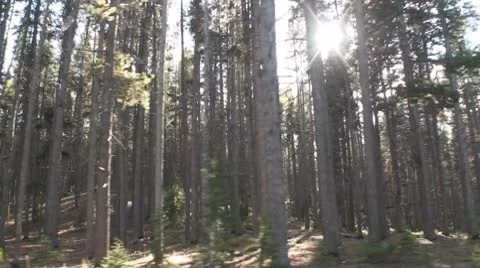 P01749 Sun Flare Through Forest Trees While Driving Stock Footage