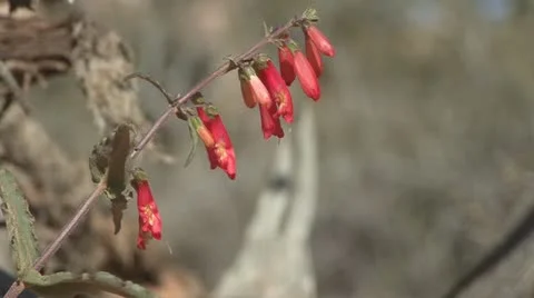 P01959 Wildflower at Canyonlands National Park in Utah Stock Footage