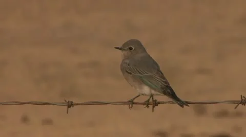 P02284 Bluebird on a Wire Stock Footage