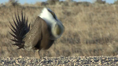 P02807 Male Sage Grouse Booming on Lek Stock Footage