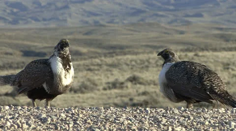 P02809 Sage Grouse Males Aggression Stock Footage