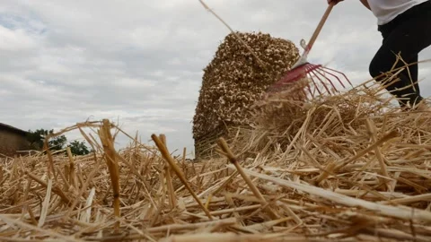 P1000465 Stock Footage 280976599