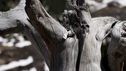 P1004270-Tilt-Rack focus-Dead pine stump to high Colorado mountain valley Stock Footage 76139800
