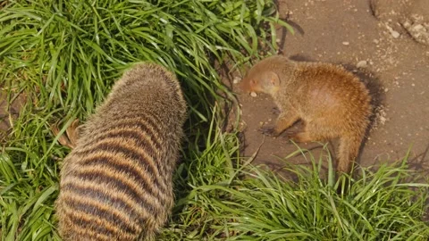 P1010877 Stock Footage 238950040