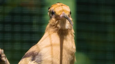 P1012460 1 Stock Footage 253495331