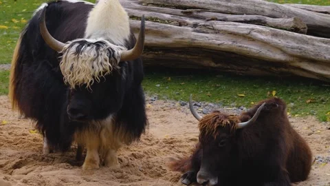 P1012573 Stock Footage 252644941