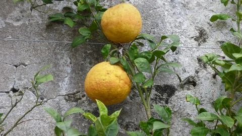 P1020480 Two Large Oranges Stock Photos