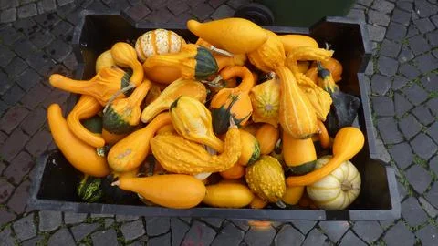 P1030340 Small Pumpkins Stock Photos