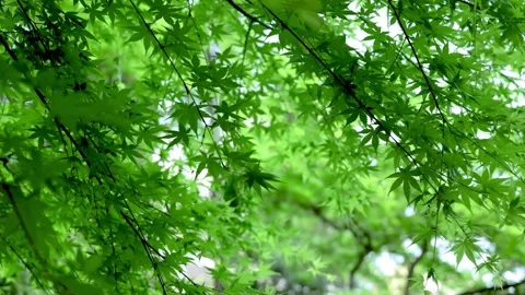 P1032897+19 動画素材 333152318