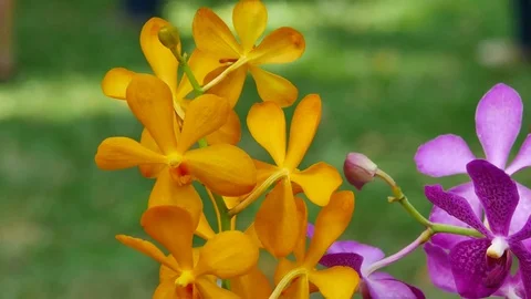 P1040246 Stock Footage 71120069