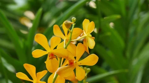 P1040251 Stock Footage 71119995