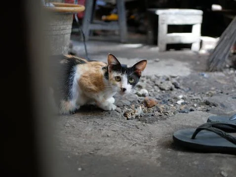 P1040401 写真素材