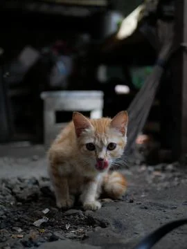 P1040407 写真素材