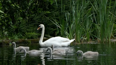 P1050582 Video stock 154836879