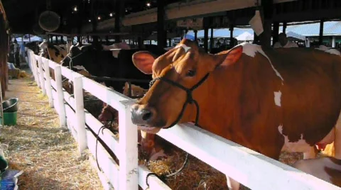 P1060345 Stock Footage 308983