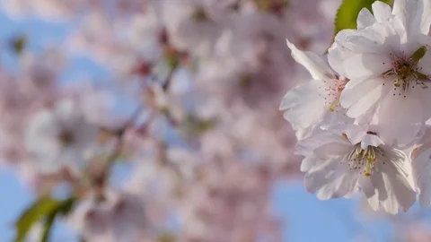 P1070198- Stock Footage 74313912