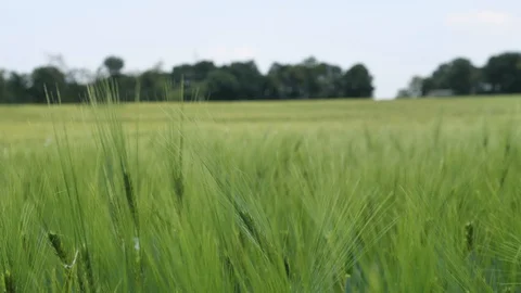 P1078772Wind on a wheat field Stock Footage 129867147