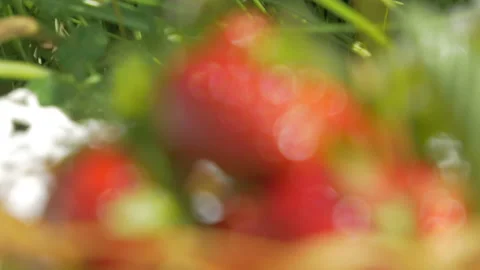 P1100025 Stock Footage 92860645