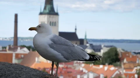 P1110132 Stock Footage 99685029