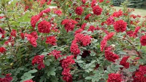 P1110229 Stock Footage 99685273