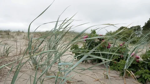 P1110305 Видео 99685785