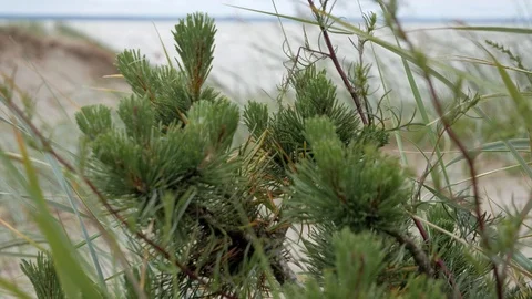 P1110311 Stock Footage 99685875