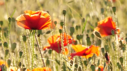 P1122313 Stock Footage 325567411