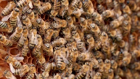 P1250683 3 Stock Footage 108476209