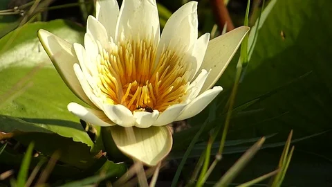 P1350019BEE Stock Footage 84160259