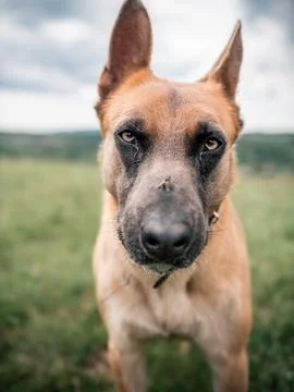 P1466209 Stock Photos