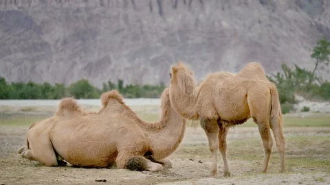 P1488640 2 Two two-humped camels ,Nubra Valley, Ladakh. Stock Footage 122127625