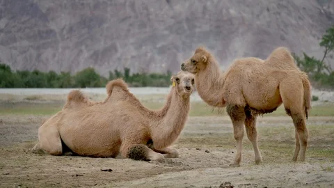 P1488640 Two two-humped camels in Nubra valley, Ladakh. Stock Footage 122127987