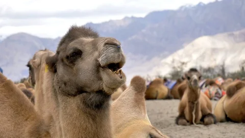 P1488648 A two-humped camel, Hunder,Nubra Valley, Ladakh . Stock Footage 122126858