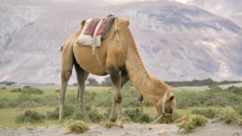 P1488651 2 A two-humped camel grazing in Nubra Valley, Ladakh. Stock Footage 122127035