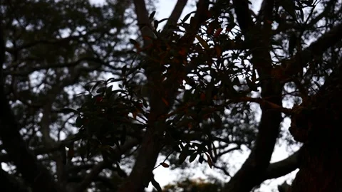 P1500002 Stock Footage 237963208