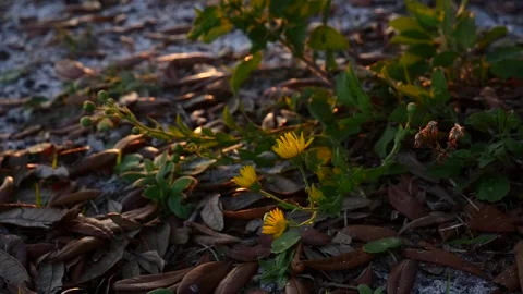 P1500007 Stock Footage 237963168