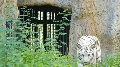 P1560313 Stock Footage 85391359