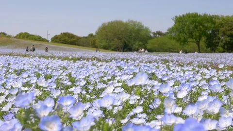 P1630608 3840 Stock Footage 75237815