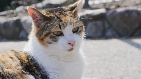 P1880678 upload 4k Stock Footage 151267926