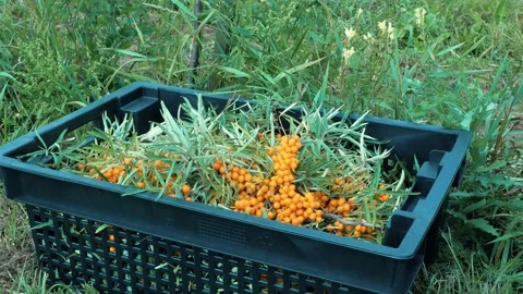 P1980430 1 Stock Footage 324562704